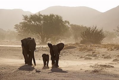 elefantes-desierto.jpg