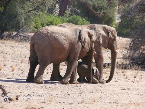 namibia-elefantes.jpg