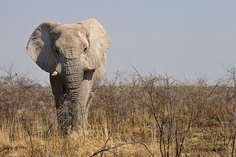 elefante-africano.jpg